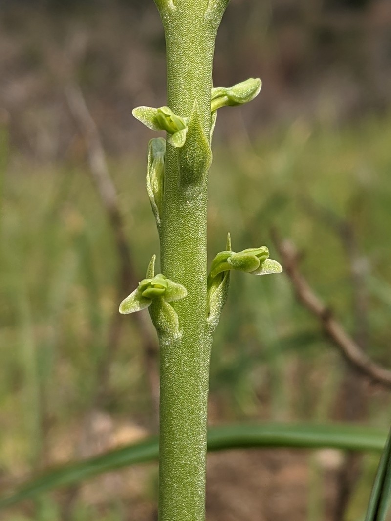 Cooper's Rein Orchid photo 6