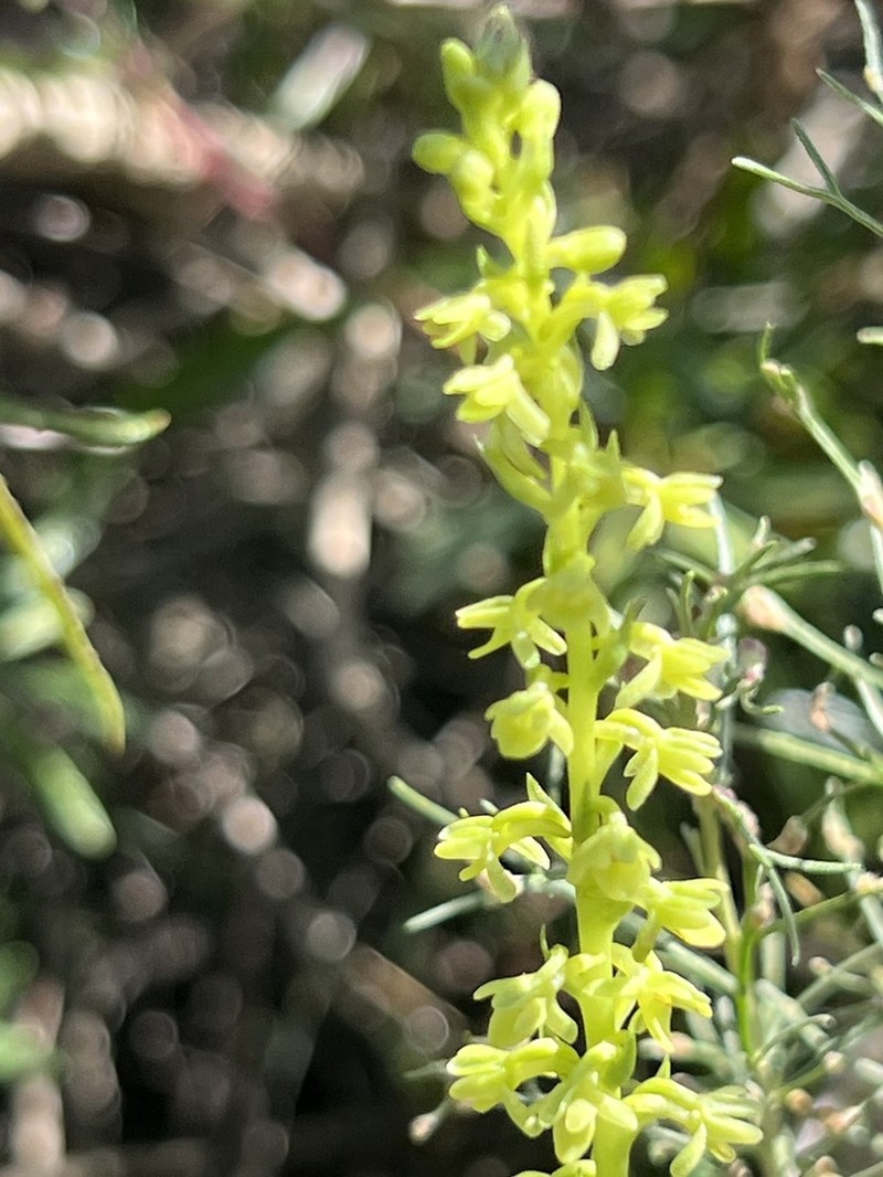 Cooper's Rein Orchid photo 7
