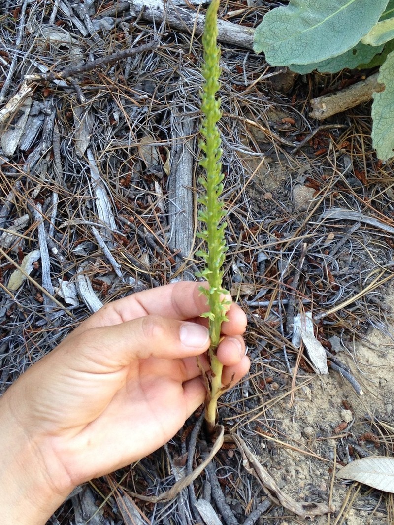 Cooper's Rein Orchid photo 8