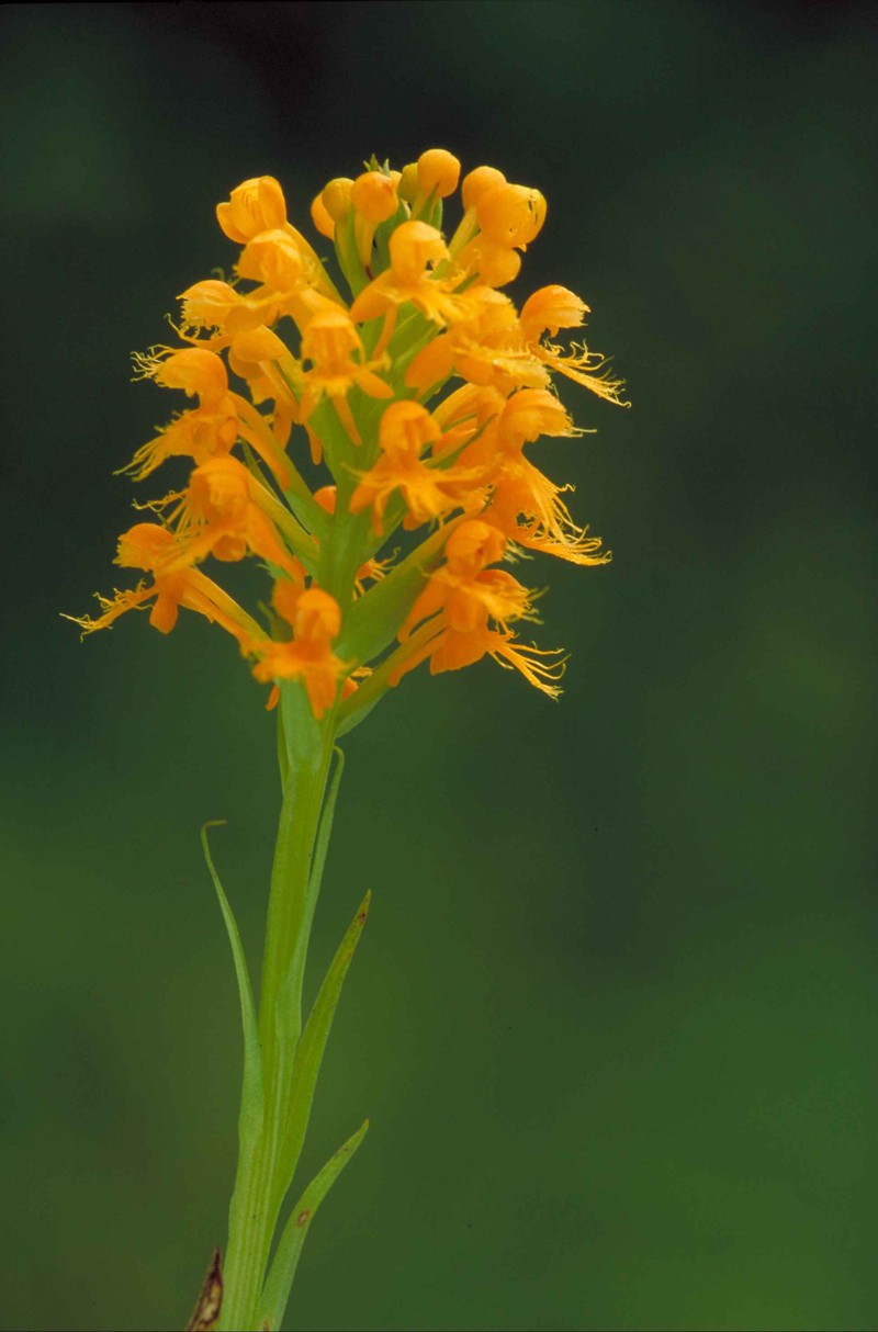 Crested Yellow Orchid