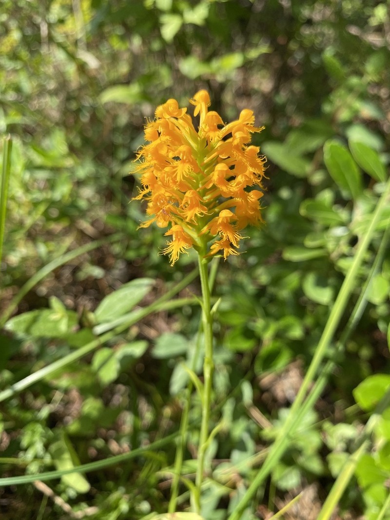 Crested Yellow Orchid
