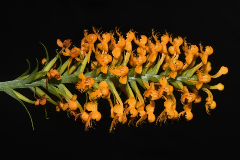 Crested Yellow Orchid photo 2