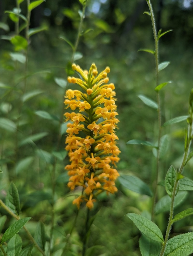 Crested Yellow Orchid photo 3