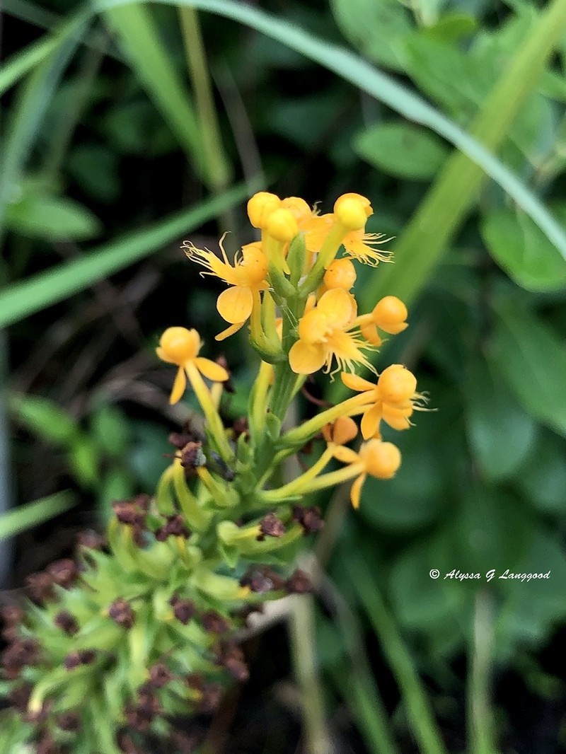 Crested Yellow Orchid photo 4