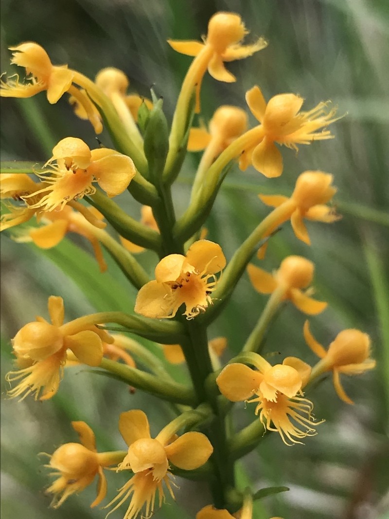 Crested Yellow Orchid photo 5