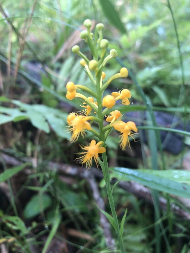 Crested Yellow Orchid photo 6