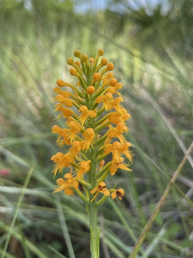 Crested Yellow Orchid photo 7