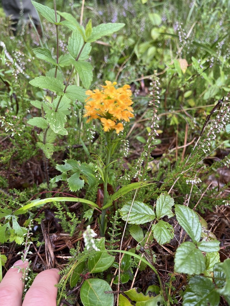 Crested Yellow Orchid photo 8