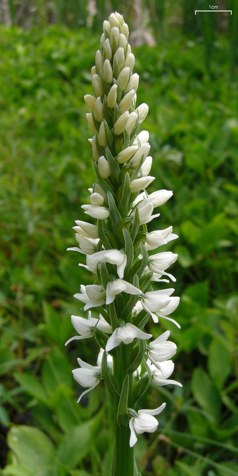 Scentbottle photo 2