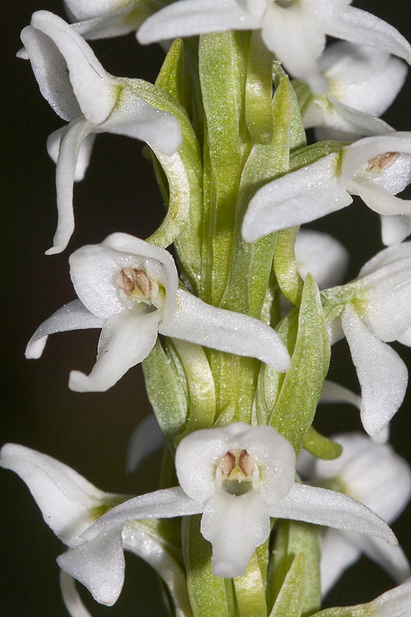 Scentbottle