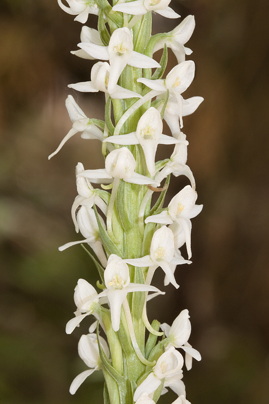 Scentbottle photo 5