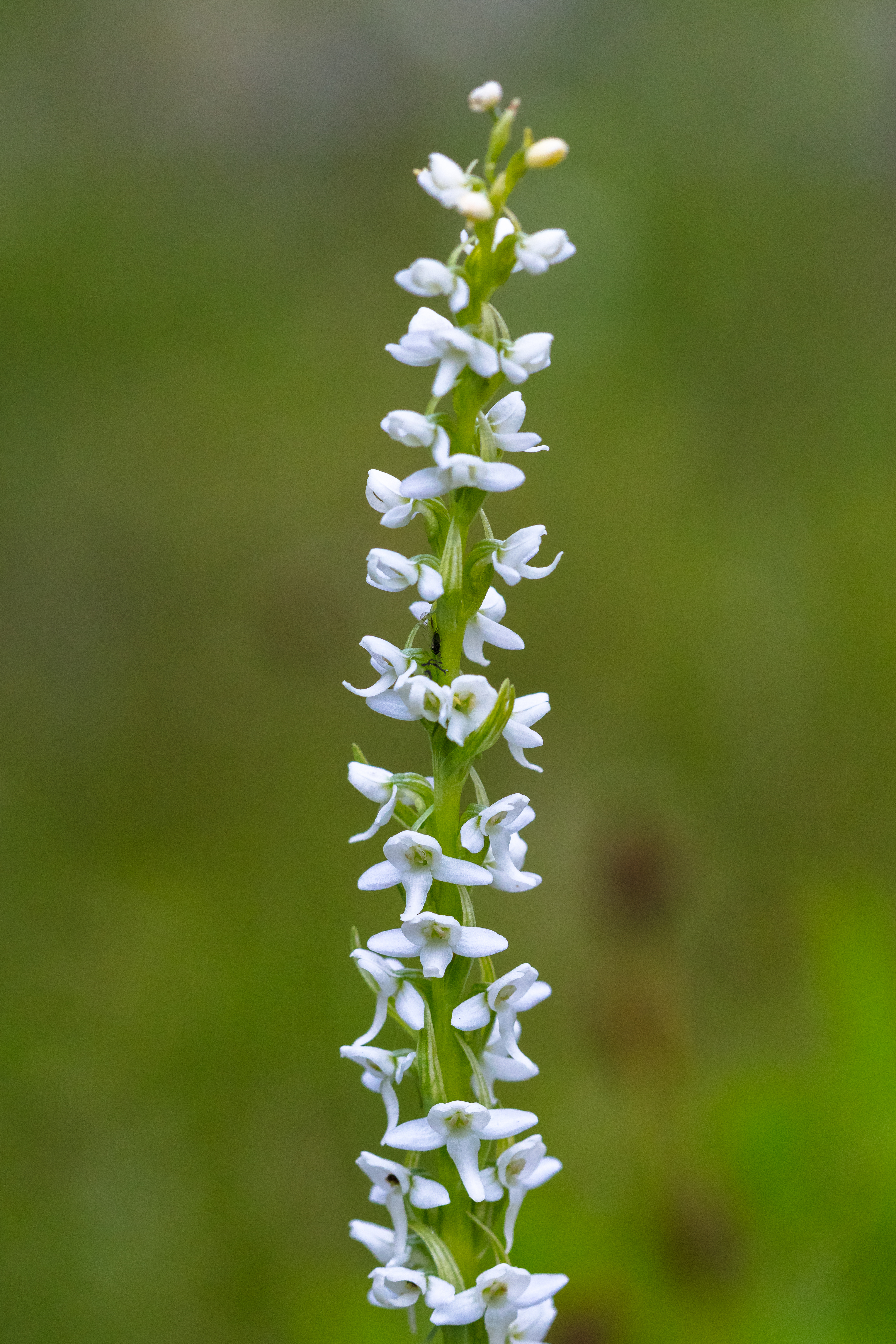 Scentbottle photo 6