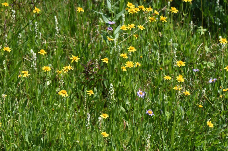 Platanthera dilatata var. albiflora