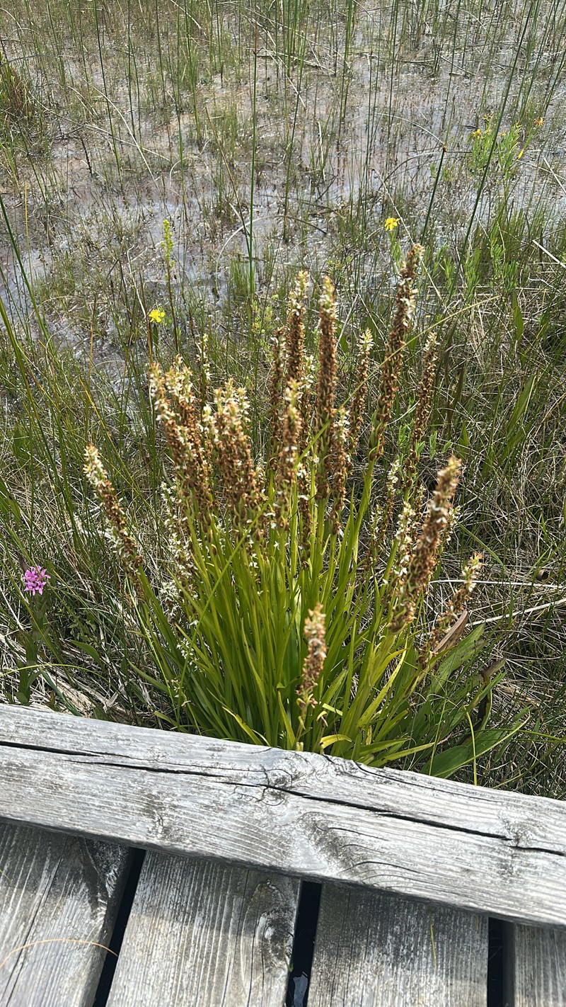 Platanthera dilatata var. albiflora photo 2