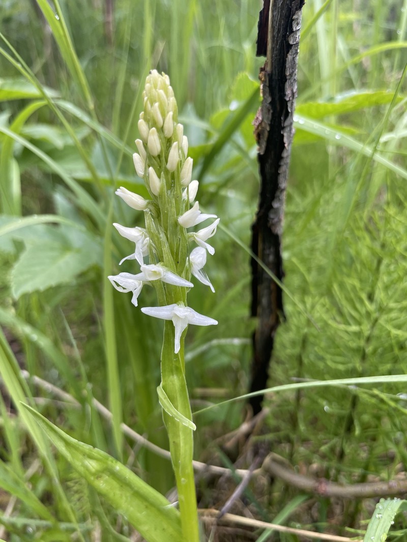 Platanthera dilatata var. albiflora photo 3