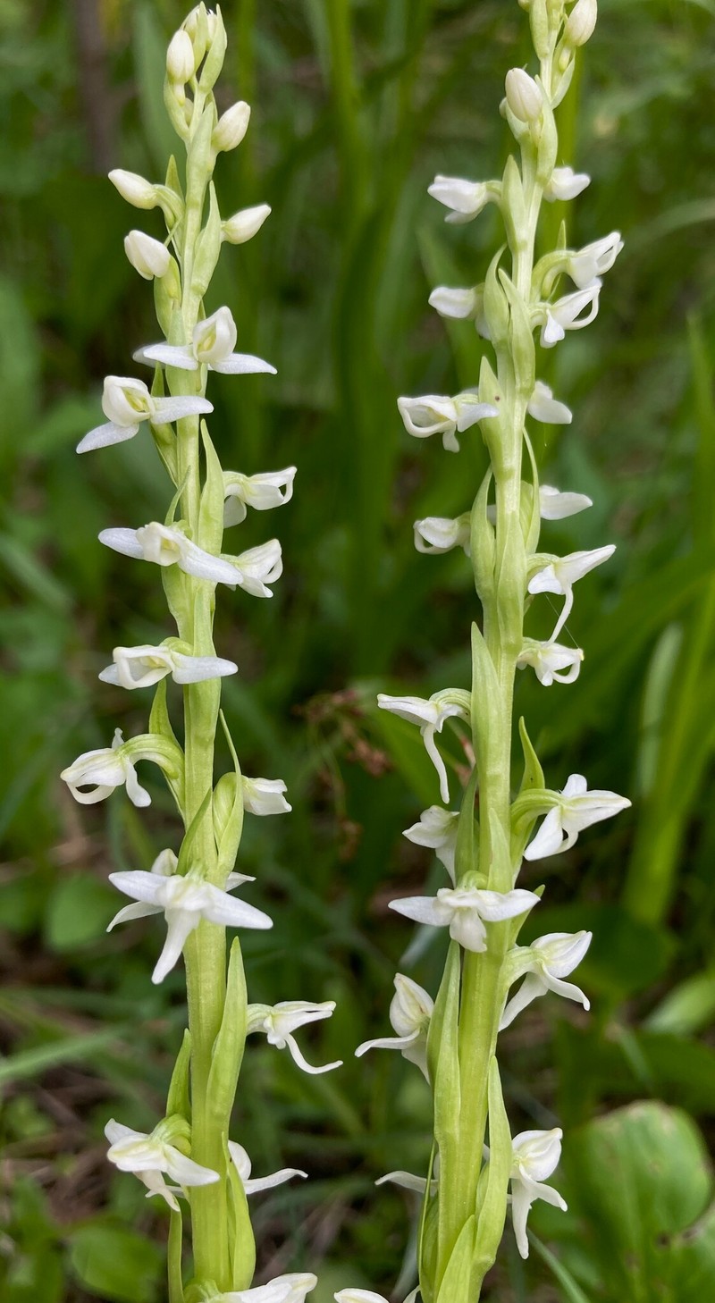 Platanthera dilatata var. albiflora photo 4