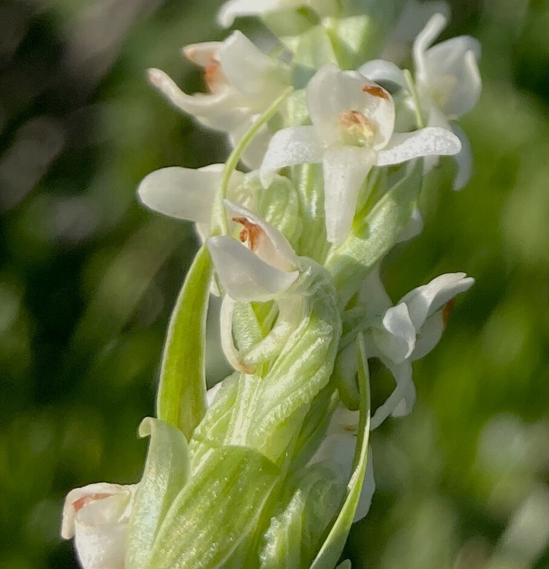 Platanthera dilatata var. albiflora photo 5