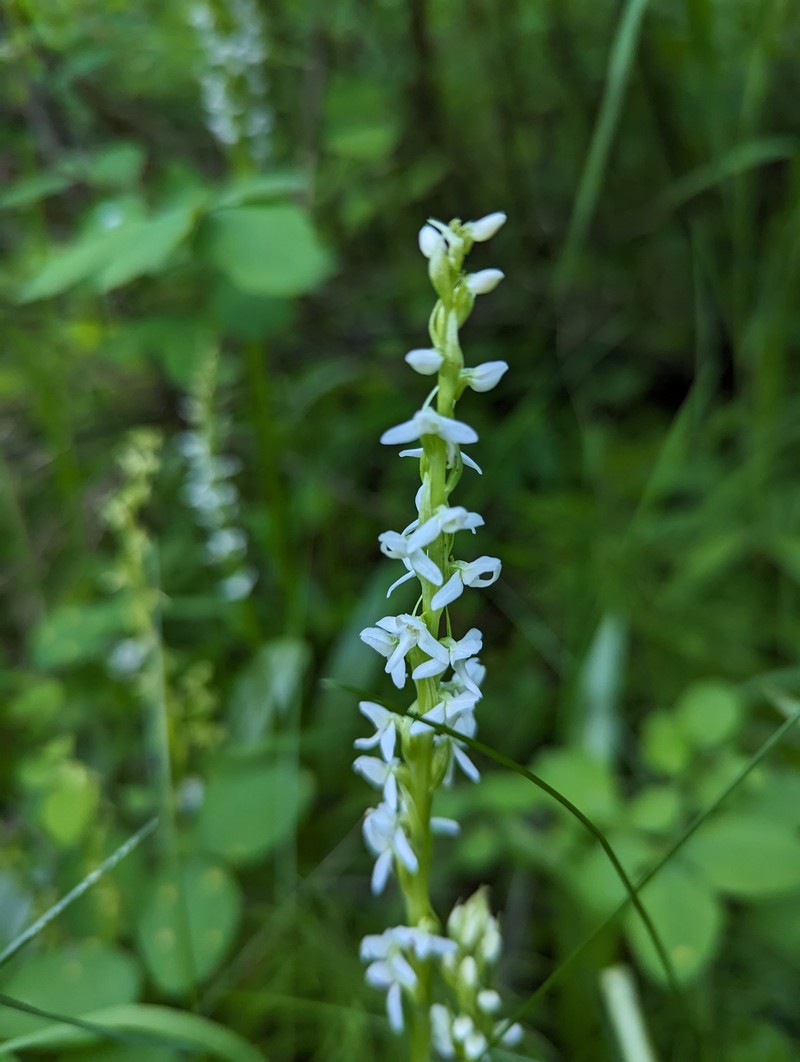 Platanthera dilatata var. albiflora photo 6