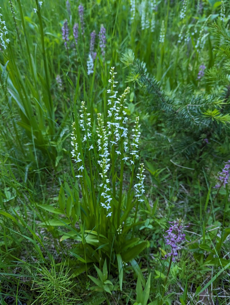 Platanthera dilatata var. albiflora photo 7