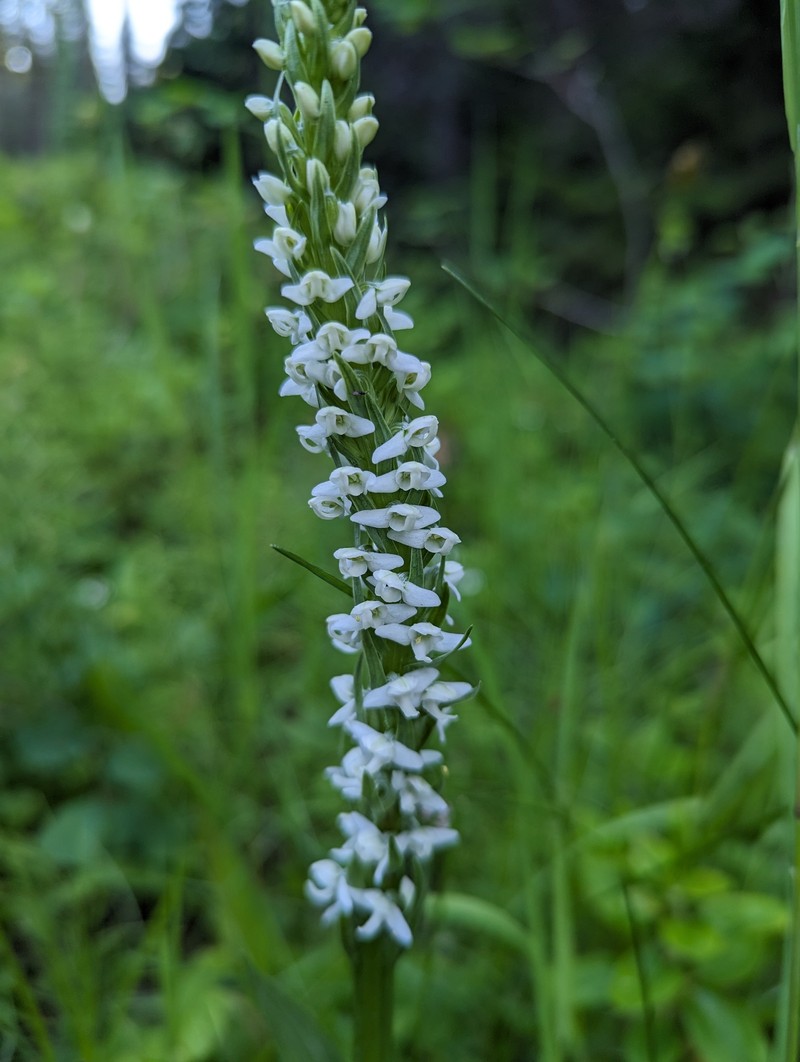 Platanthera dilatata var. albiflora photo 8