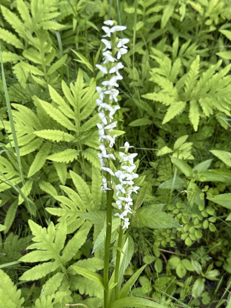 Platanthera dilatata var. dilatata