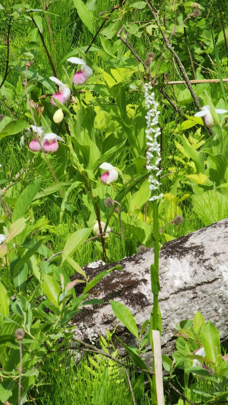 Platanthera dilatata var. dilatata photo 2