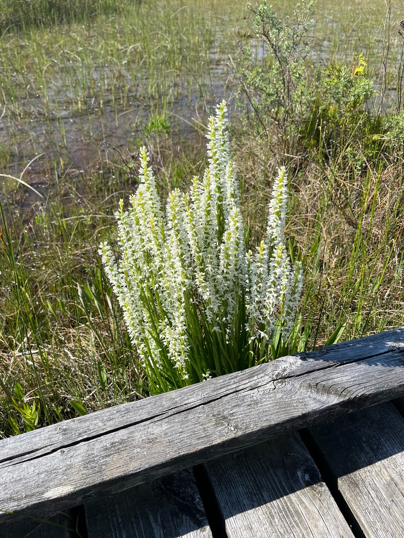 Platanthera dilatata var. dilatata photo 3