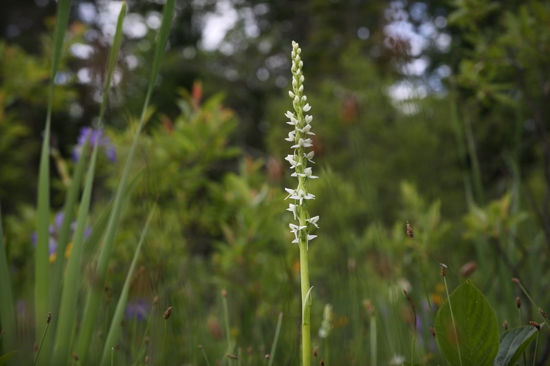Platanthera dilatata var. dilatata photo 4