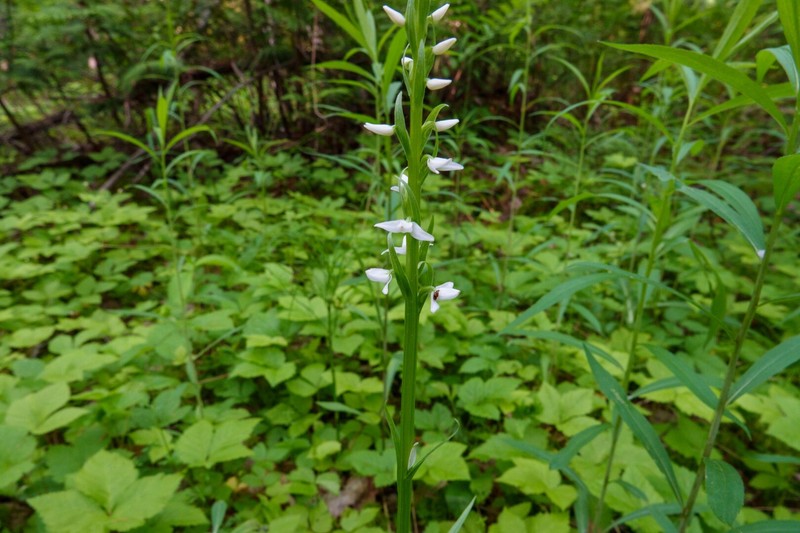 Platanthera dilatata var. dilatata photo 5