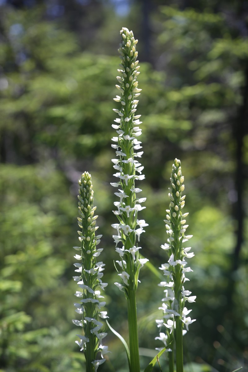 Platanthera dilatata var. dilatata photo 6