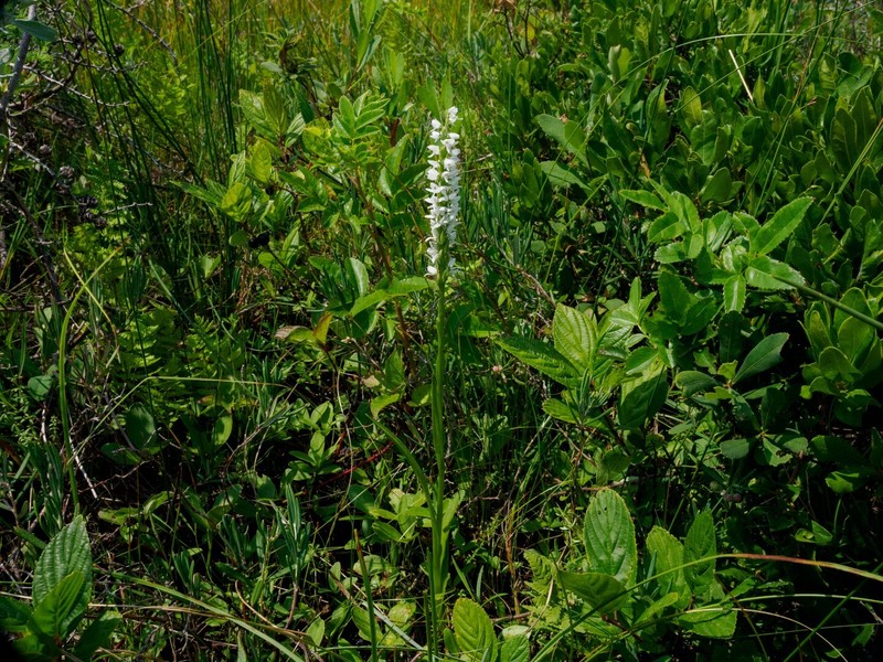 Platanthera dilatata var. dilatata photo 7