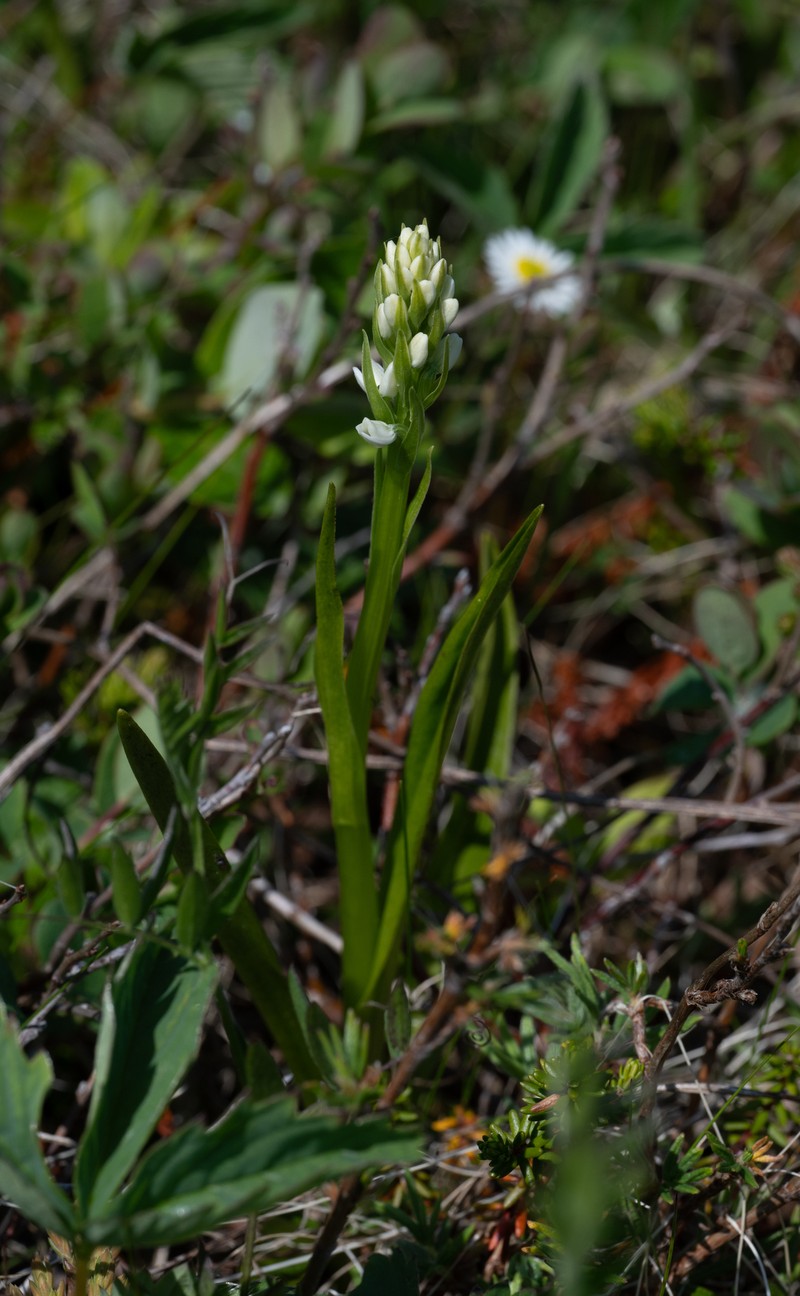 Platanthera dilatata var. dilatata photo 8