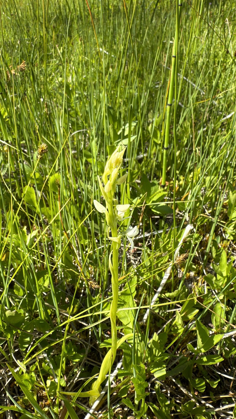 Platanthera dilatata var. leucostachys