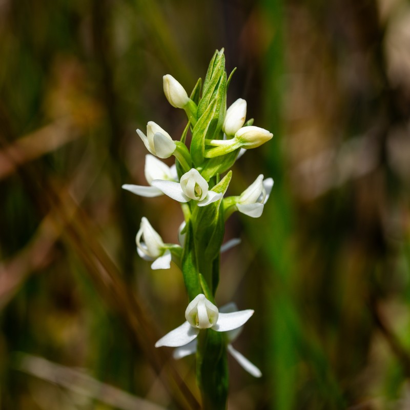 Platanthera dilatata var. leucostachys photo 2