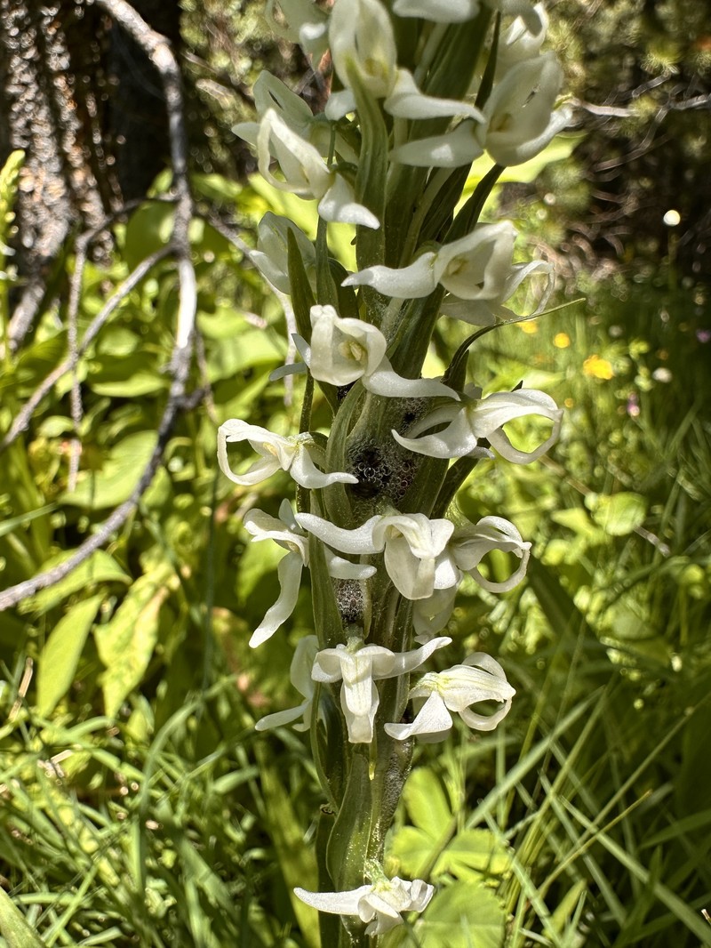 Platanthera dilatata var. leucostachys photo 3