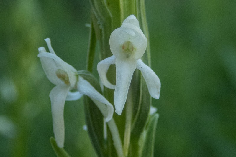 Platanthera dilatata var. leucostachys photo 4