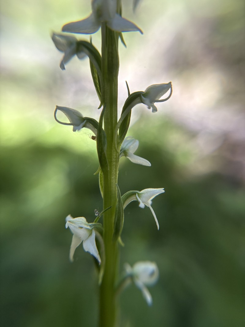Platanthera dilatata var. leucostachys photo 5