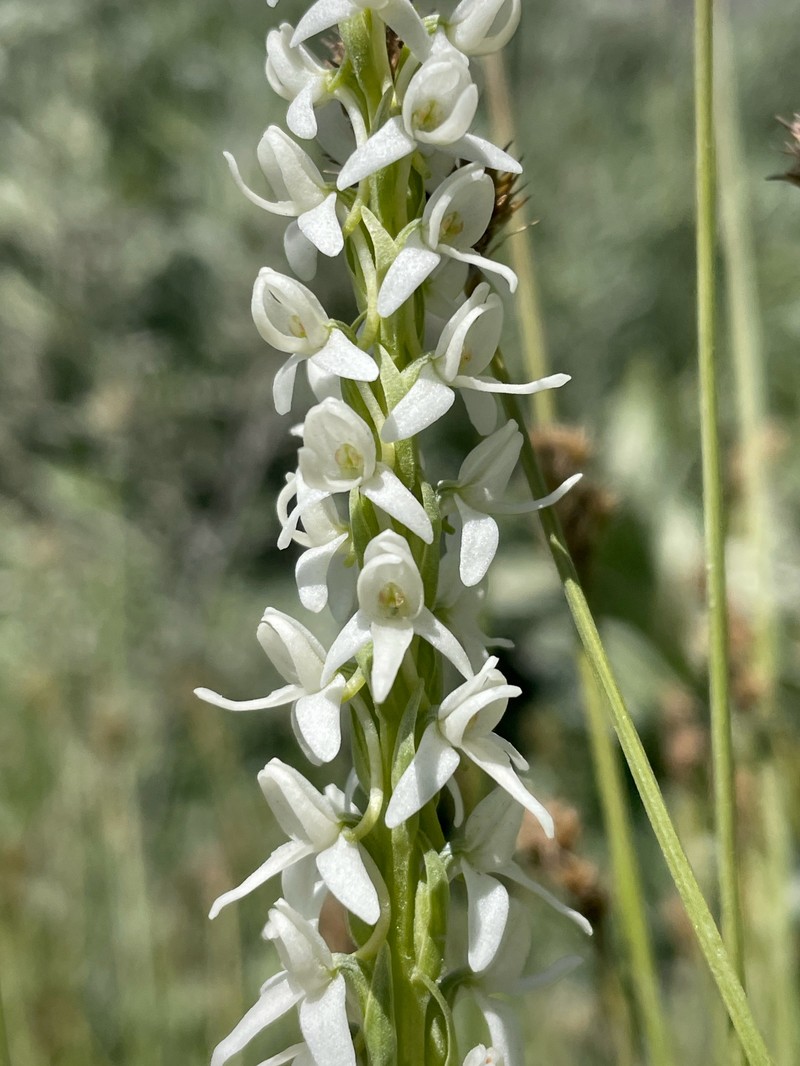 Platanthera dilatata var. leucostachys photo 6