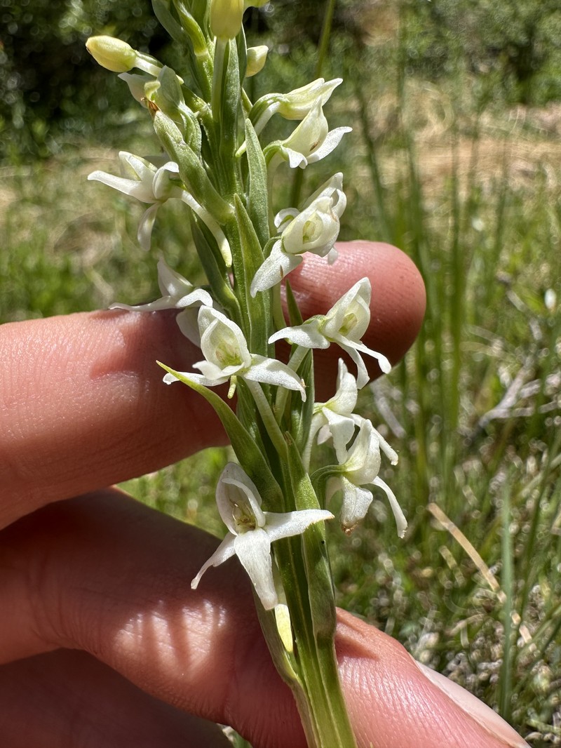 Platanthera dilatata var. leucostachys photo 7