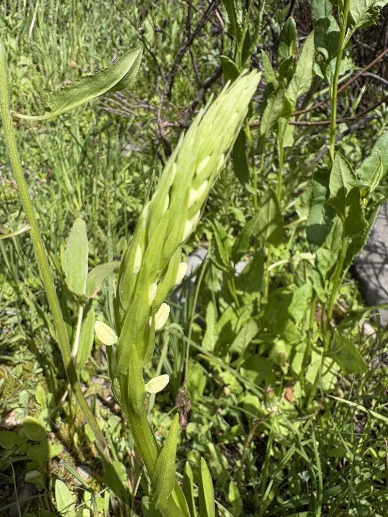 Platanthera dilatata var. leucostachys photo 8