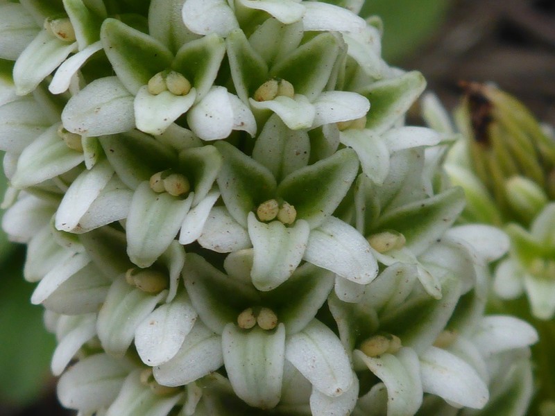 Elegant Piperia