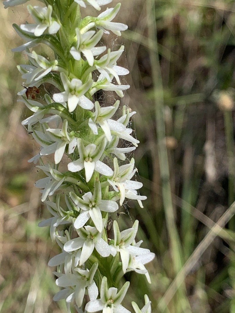 Elegant Piperia photo 2