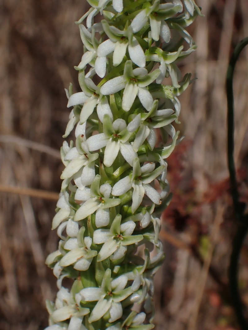 Elegant Piperia photo 3