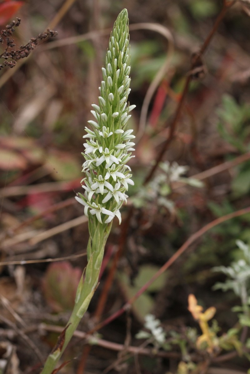 Elegant Piperia photo 4