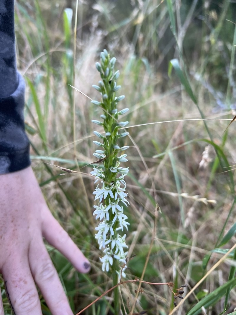 Elegant Piperia photo 5