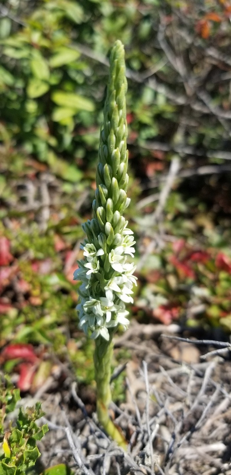 Elegant Piperia photo 6