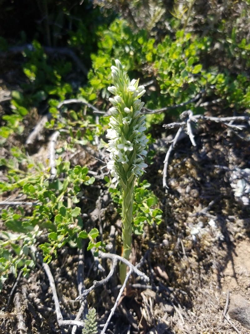 Elegant Piperia photo 7
