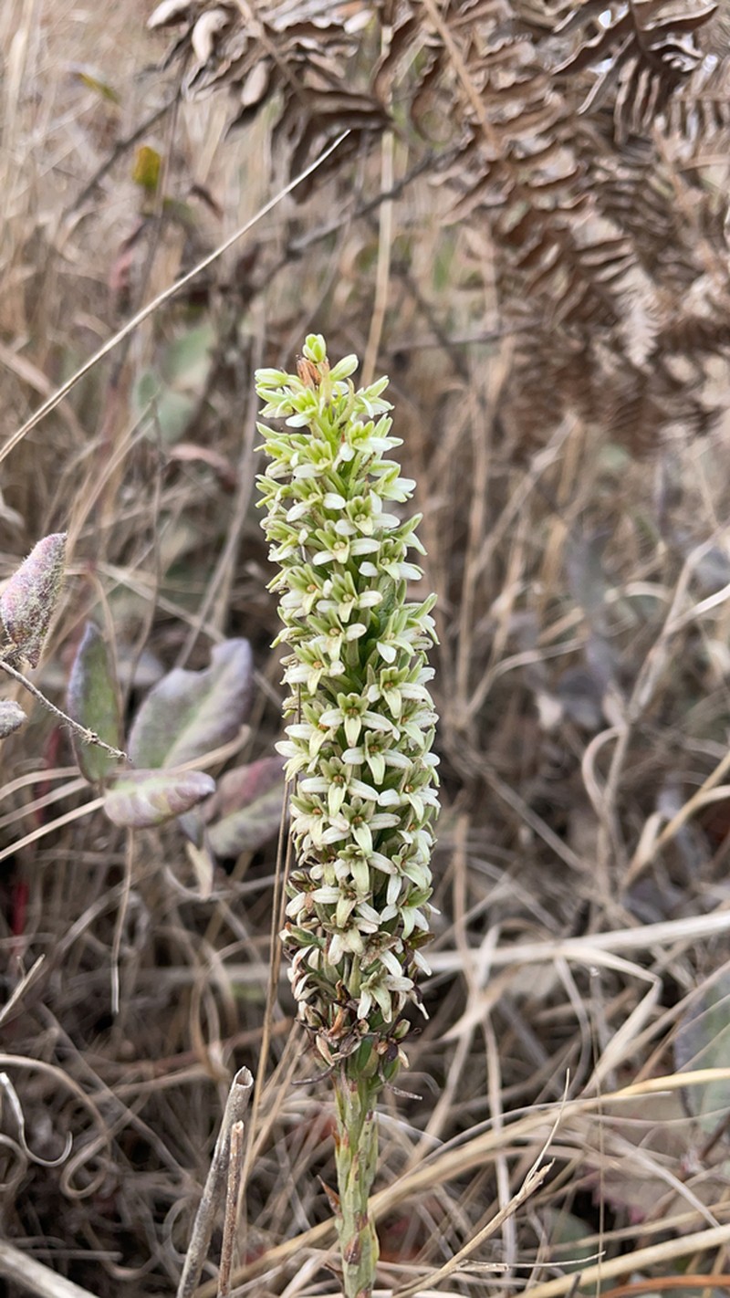 Elegant Piperia photo 8