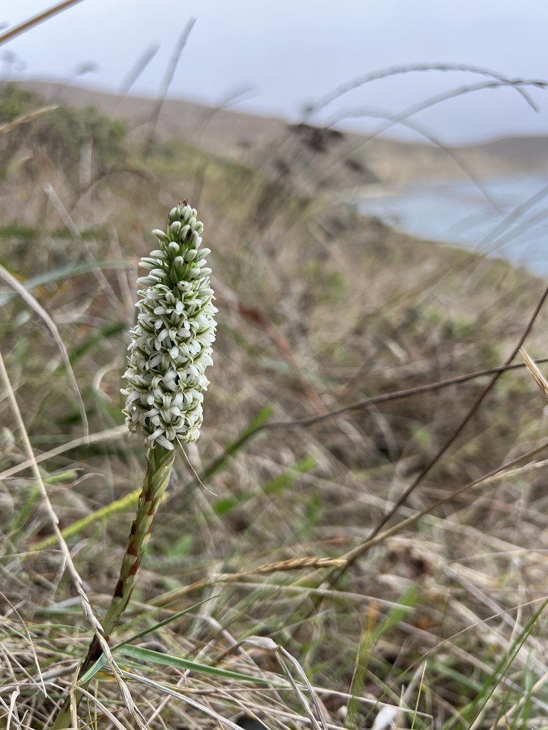 Platanthera elegans subsp. decurtata