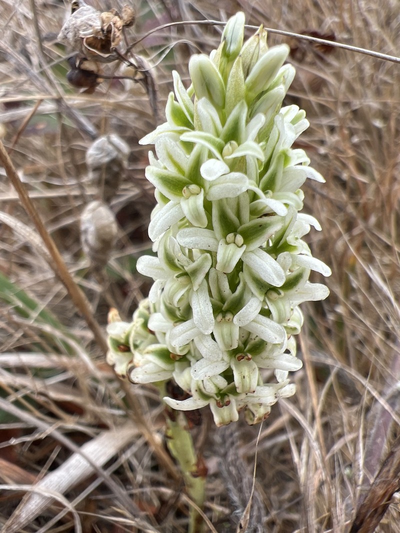 Platanthera elegans subsp. decurtata photo 2